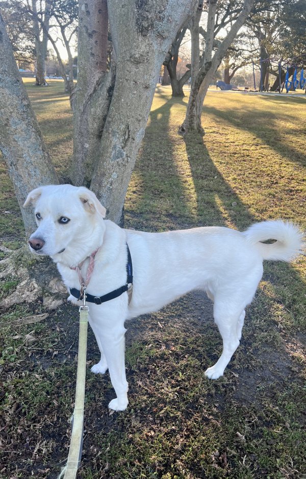 Lost Great Pyrenees in Staunton, VA