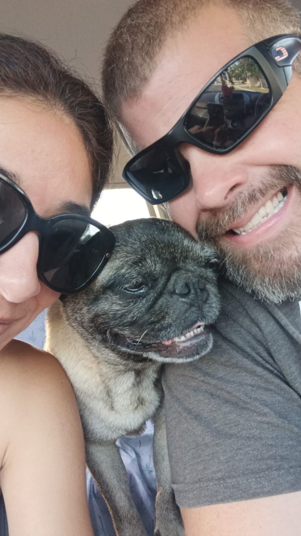 Lost Pug in San Antonio, TX