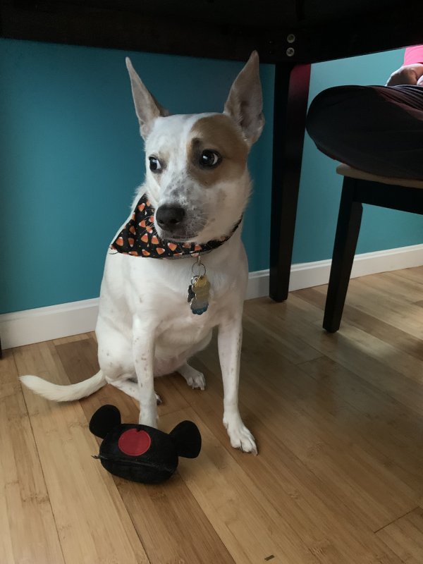 Lost Rat Terrier in East Taunton, MA