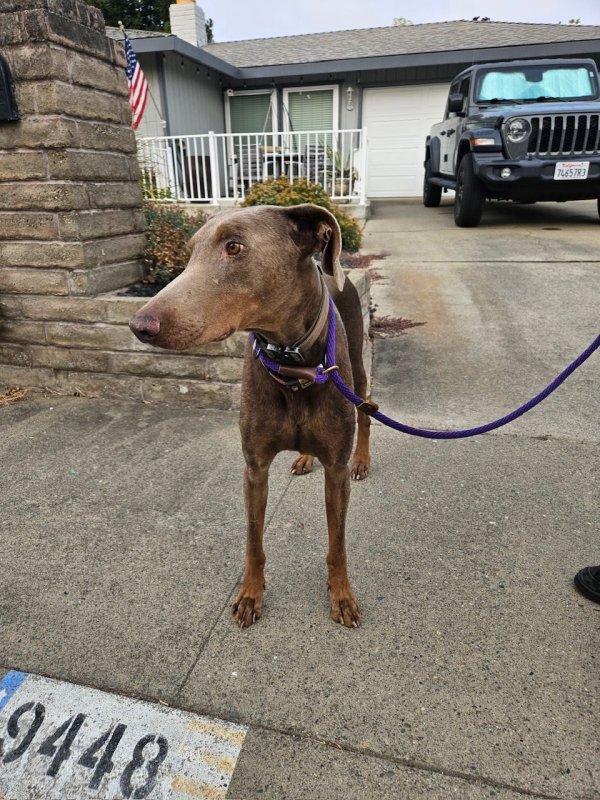 Found Weimaraner 