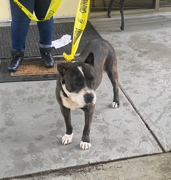 Found Pit Bull in Atlanta, GA