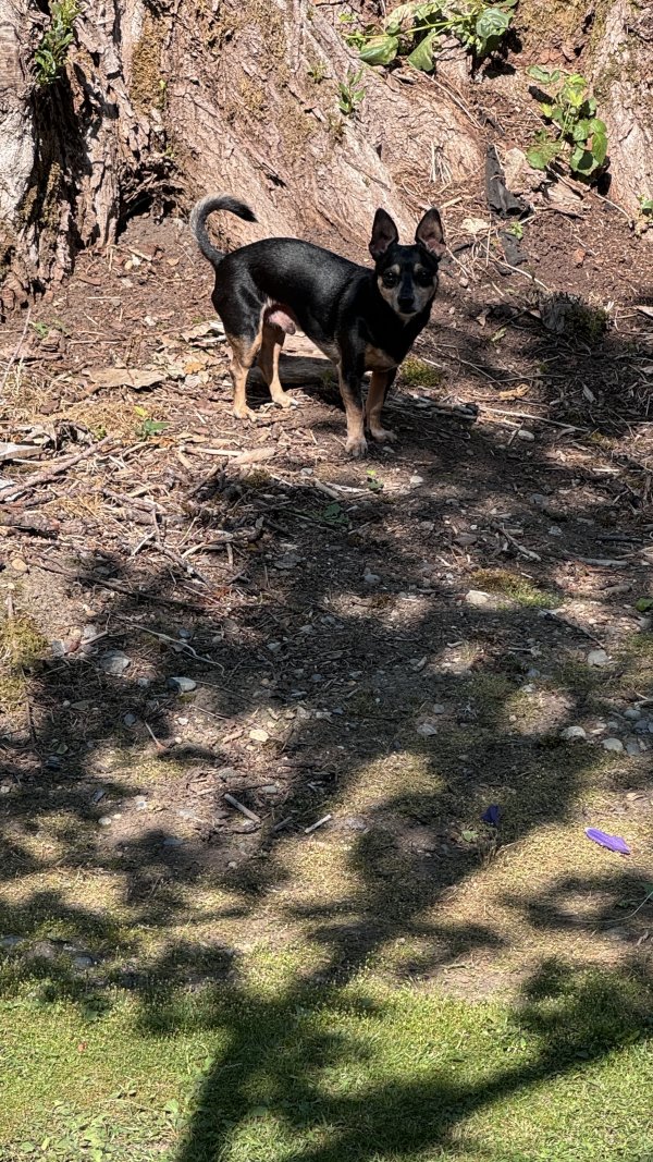 Lost Chihuahua in Lake Stevens, WA