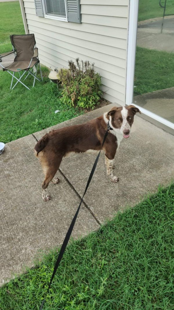 Found Border Collie in Lewisburg, TN