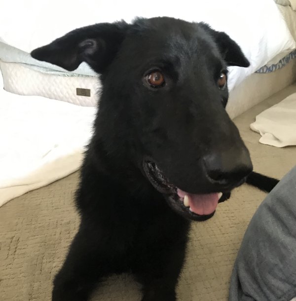 Found German Shepherd Dog in San Marcos, CA