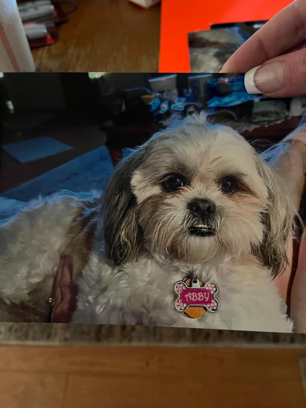 Lost Shih Tzu in Plano, TX