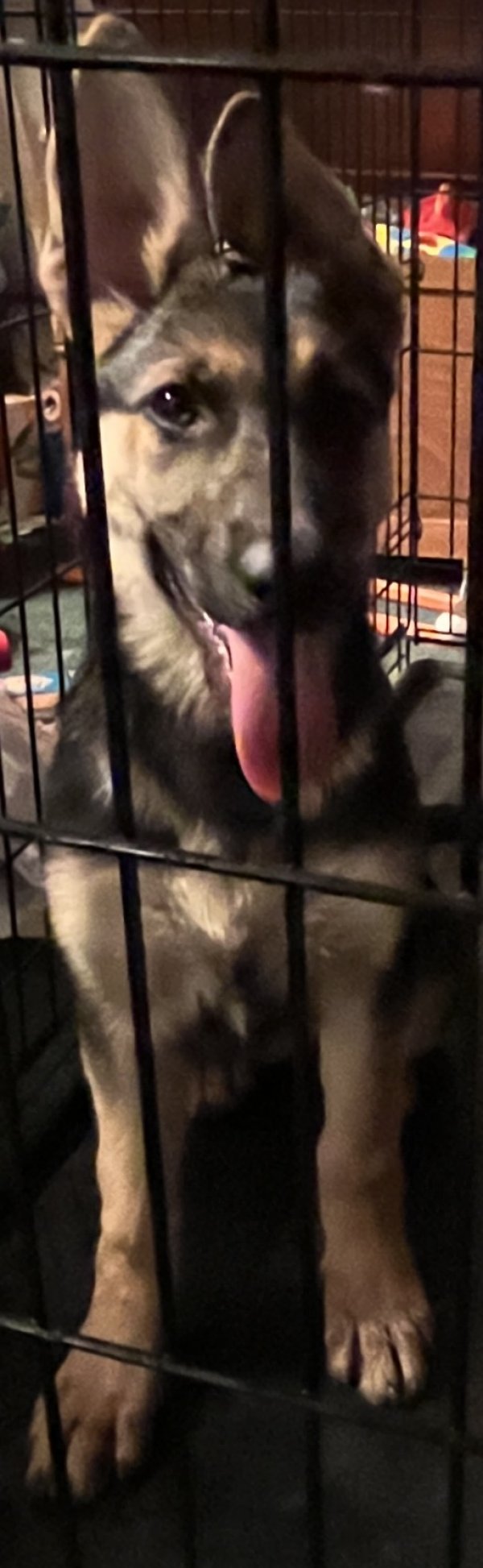 Found German Shepherd Dog in Ontario, CA