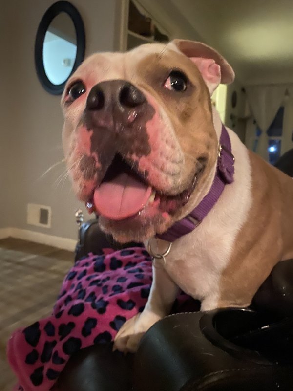 Found American Bulldog in Dayton, OH