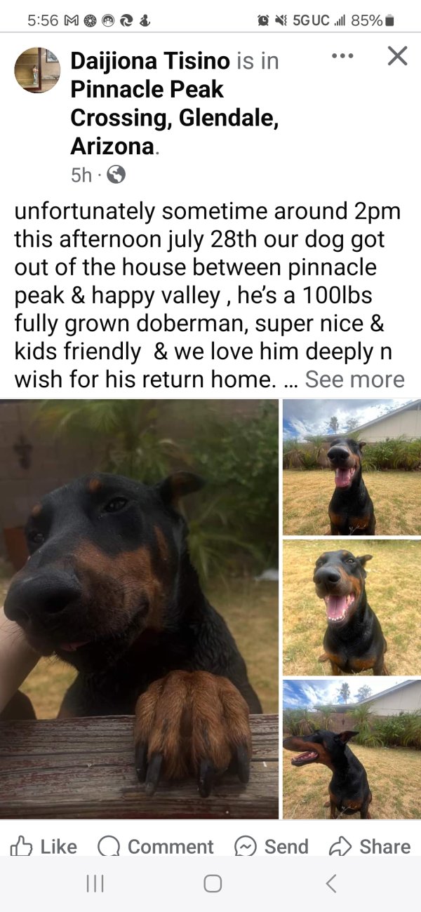 Lost Doberman Pinscher in Glendale, AZ