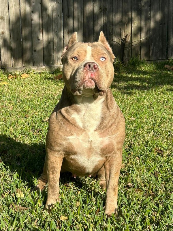 Lost American Staffordshire Terrier in Houston, TX