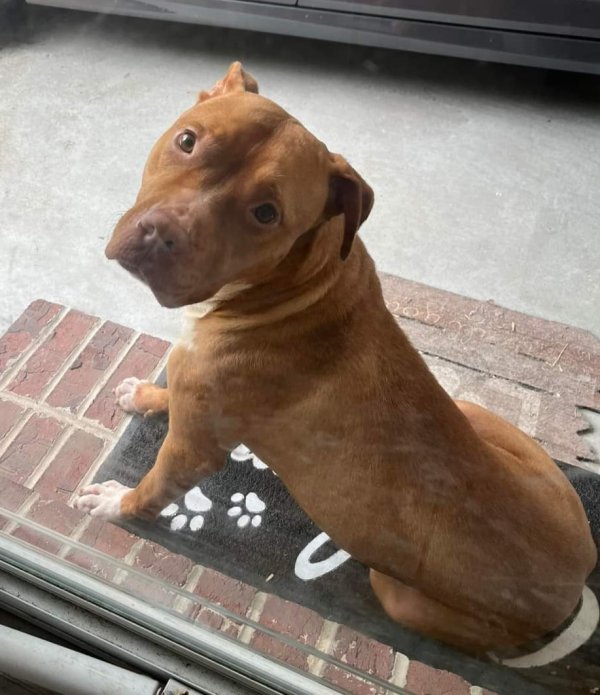 Found Pit Bull in Powder Springs, GA