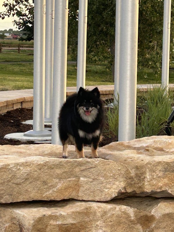 Lost Pomeranian in Brighton, CO