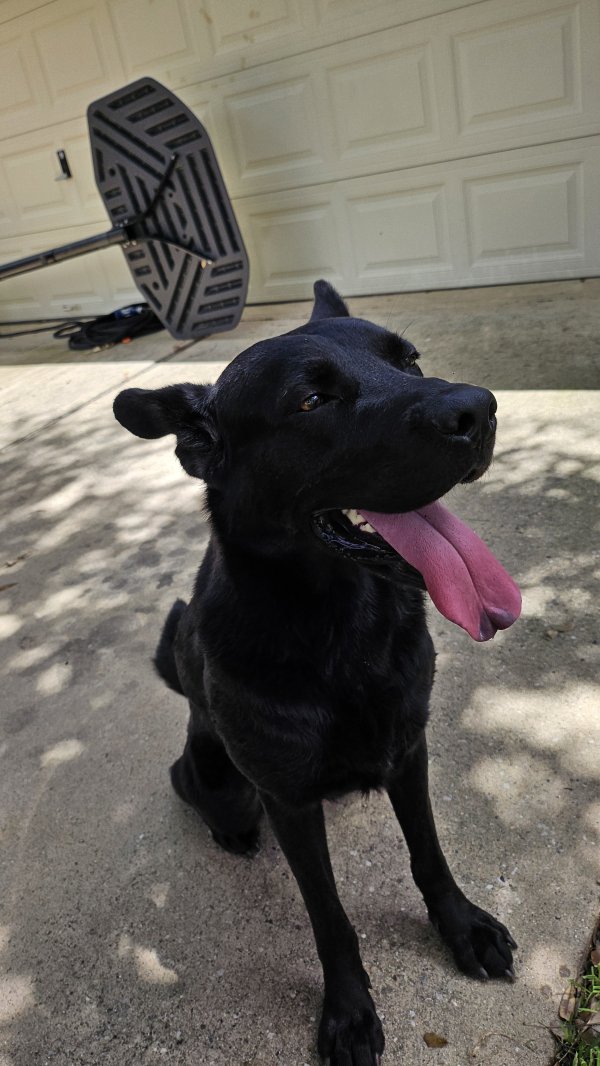 Found Dog in Cypress, TX