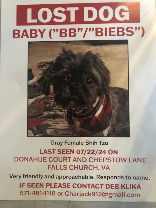 Lost Shih Tzu in Falls Church, VA