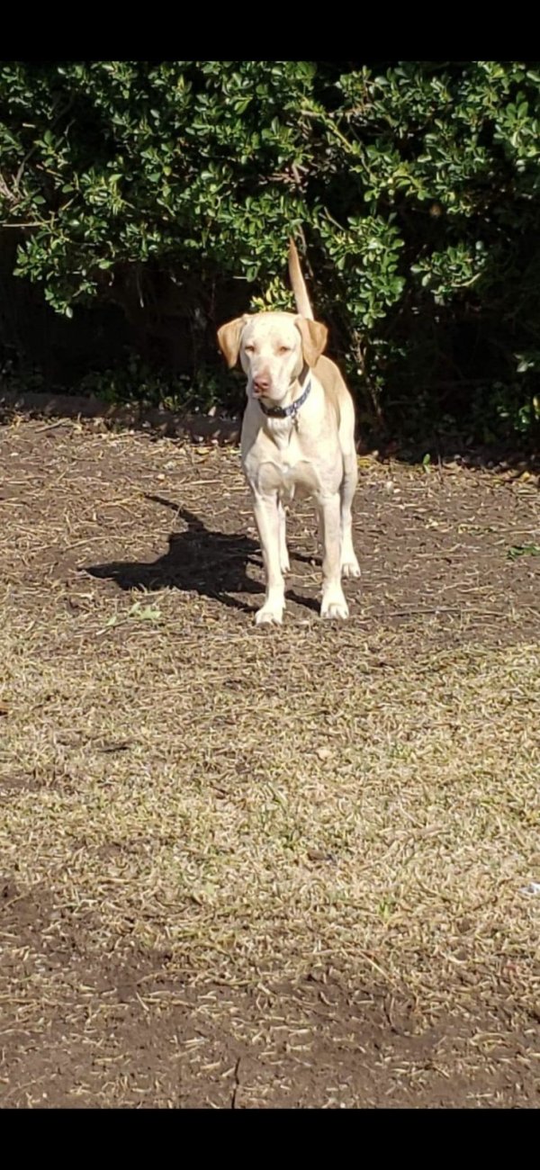 Lost Labrador Retriever in Dallas, TX