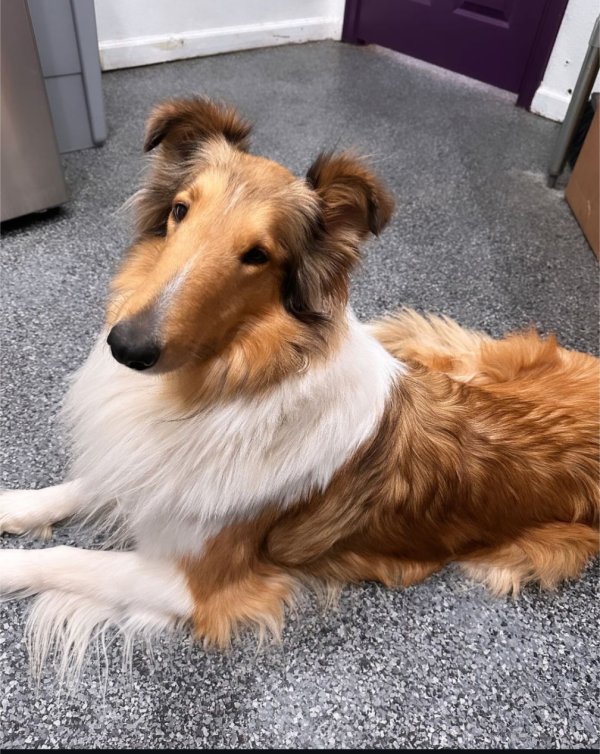 Stolen Collie in Norco, CA