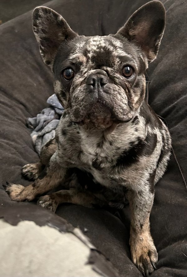 Lost French Bulldog in Tampa, FL