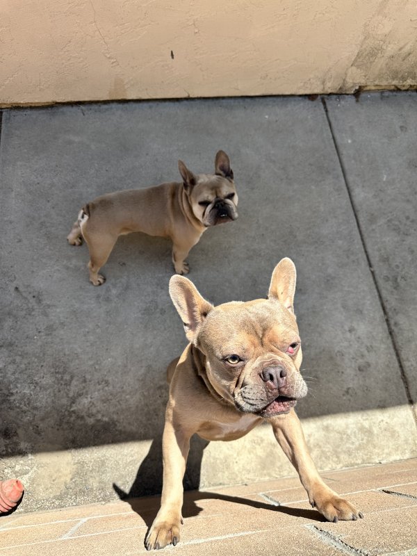 Found French Bulldog in San Diego, CA