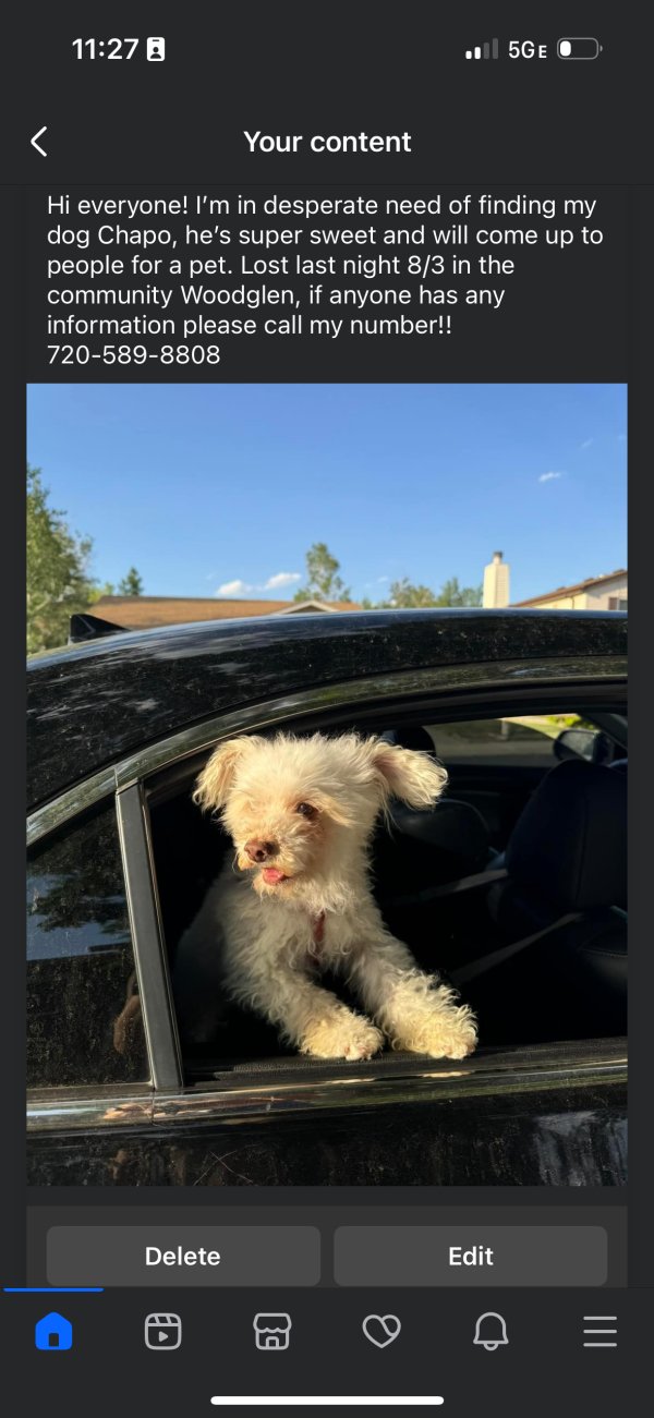 Lost Poodle in Denver, CO