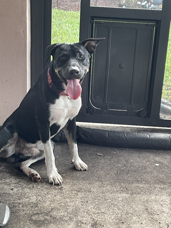 Found Dog in Hollywood, FL