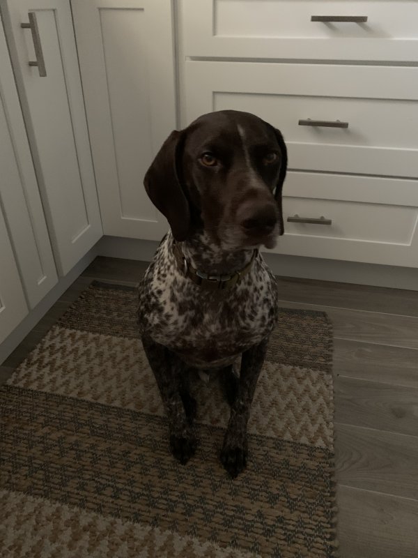 Lost German Shorthaired Pointer in New Smyrna Beach, FL