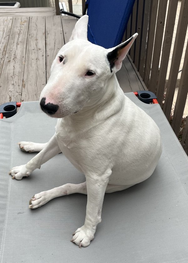 Lost Bull Terrier in Colorado