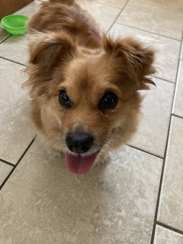 Found Chihuahua in Gillett, WI