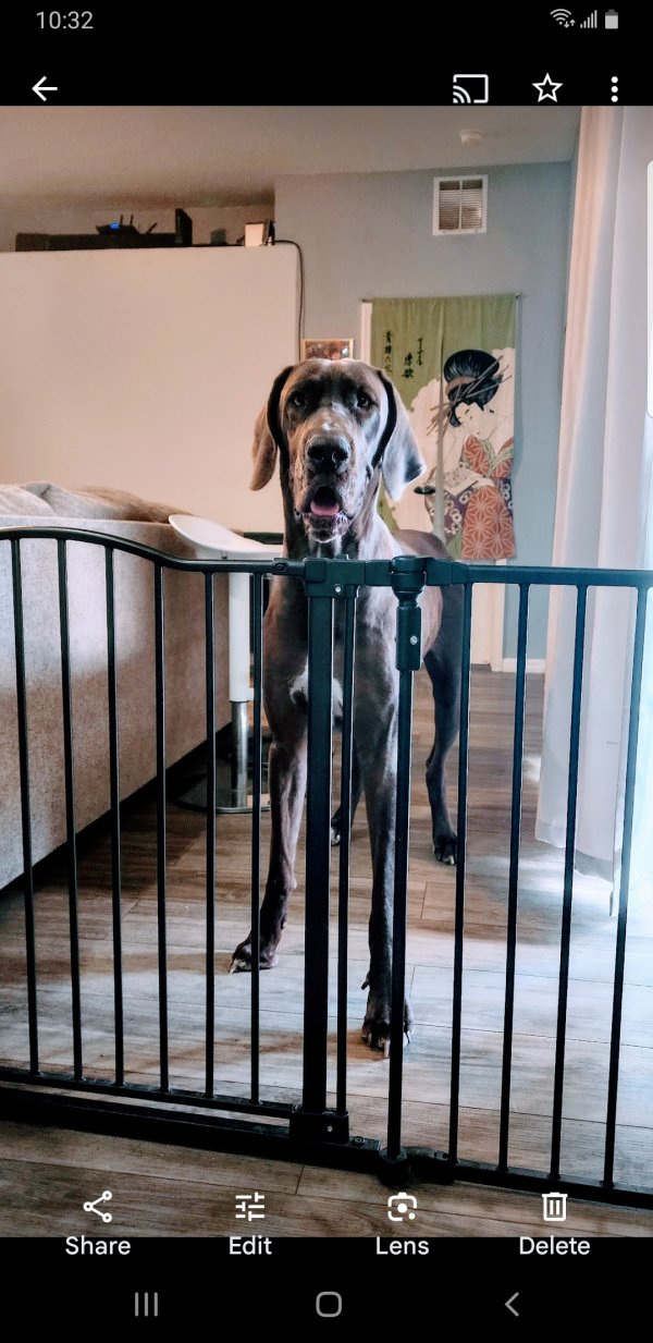 Lost Great Dane in Apollo Beach, FL