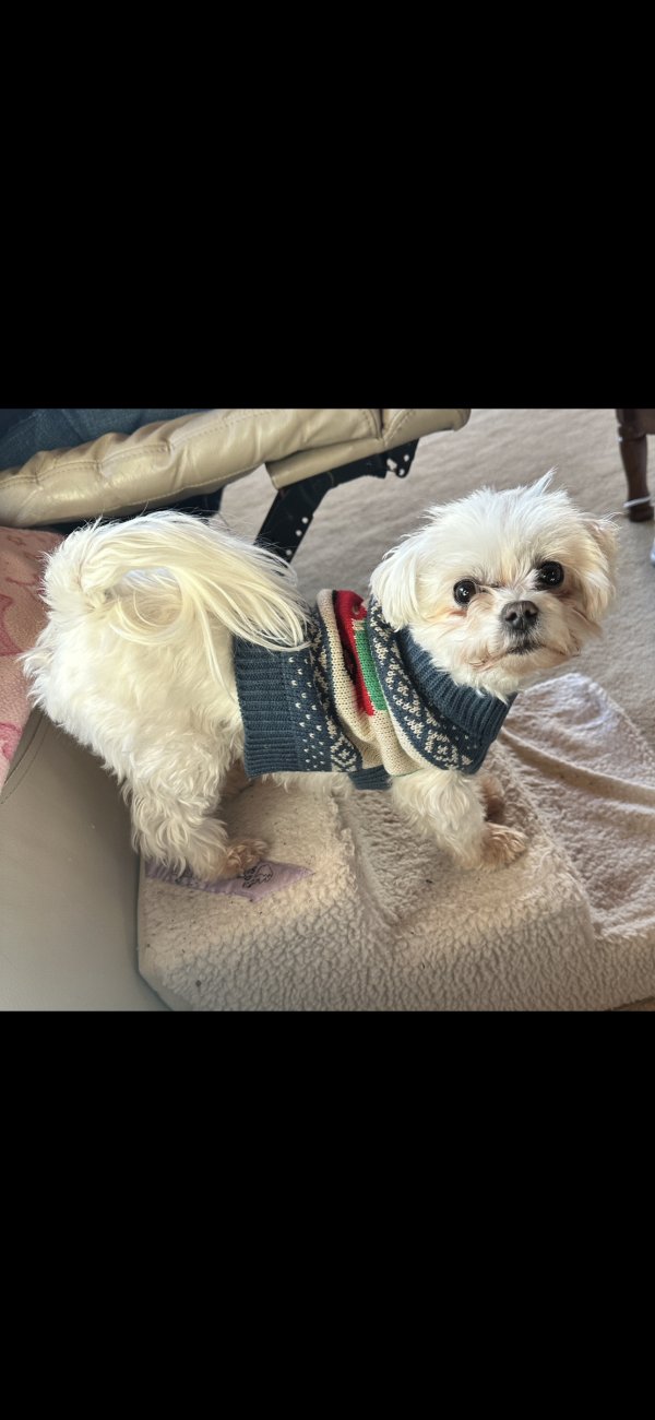 Stolen Maltese in Rowley, MA