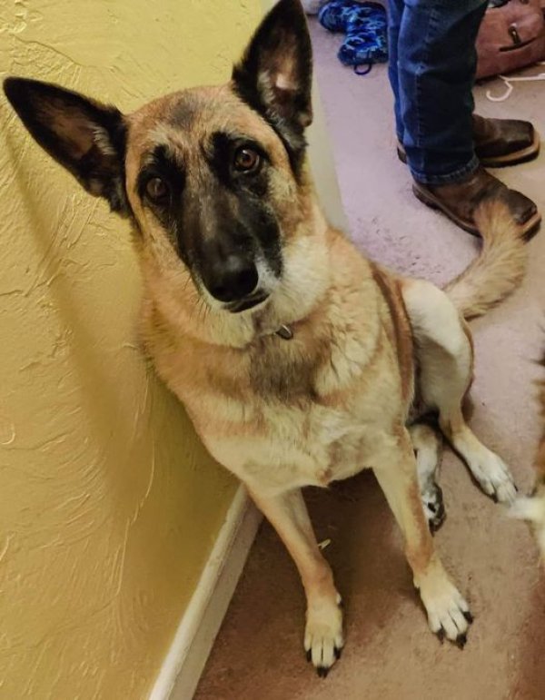 Lost German Shepherd Dog in Amarillo, TX