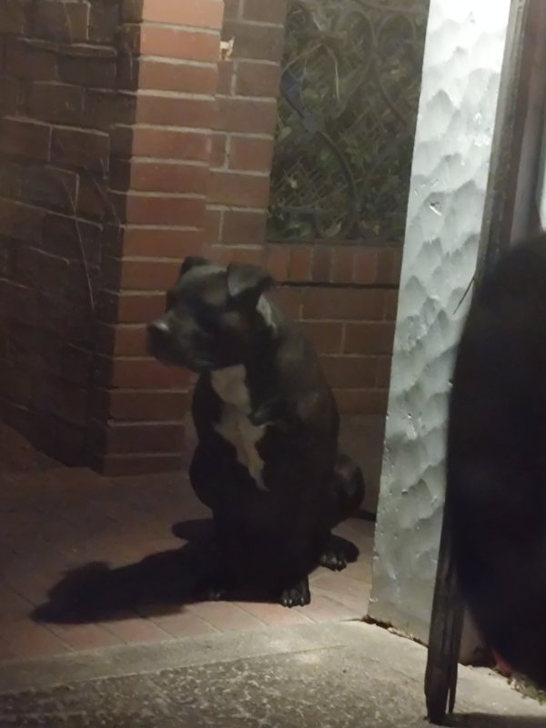 Found Dog in Sacramento, CA