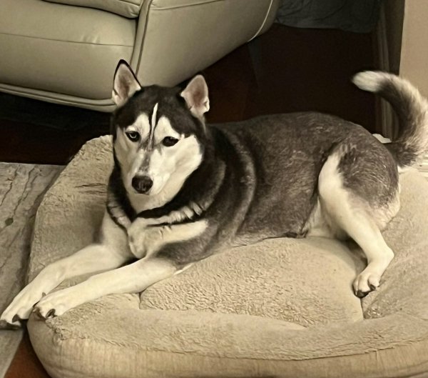 Lost Siberian Husky in Cypress, TX