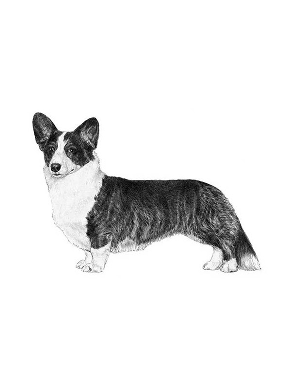 Lost Cardigan Welsh Corgi in Willis, TX