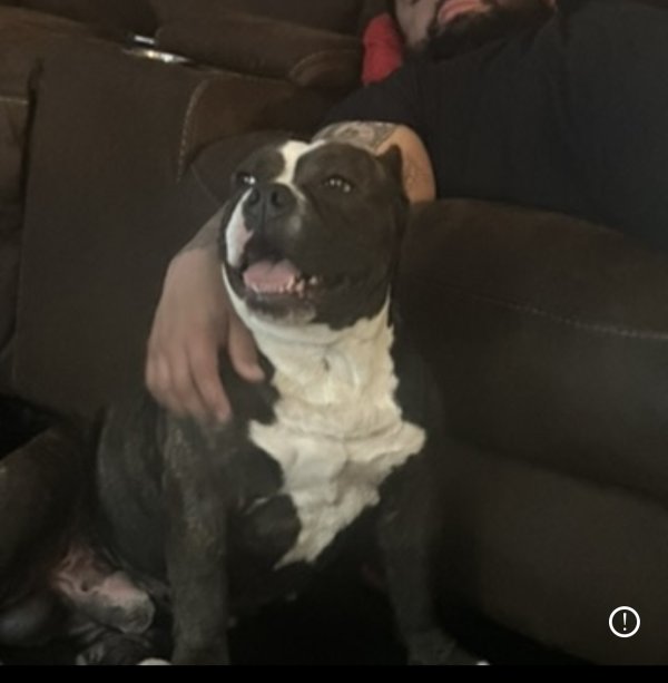 Lost Staffordshire Bull Terrier in Houston, TX