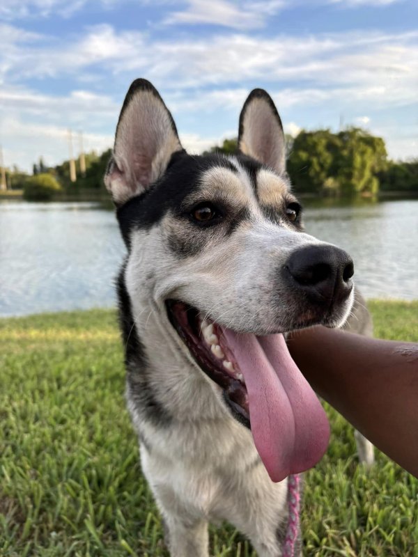 Found Siberian Husky in Riverview, FL