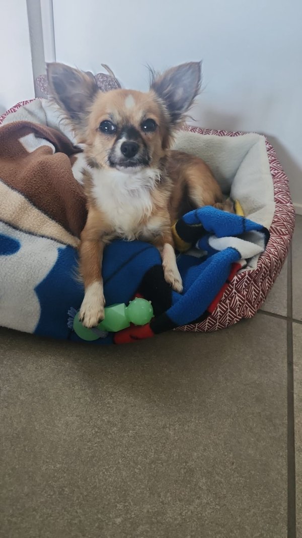 Lost Chihuahua in Dover, FL