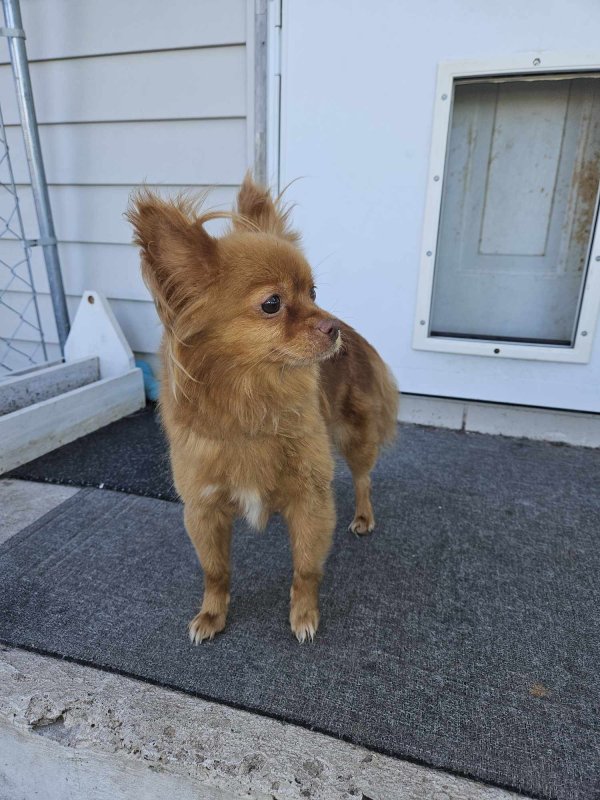 Found Pomeranian 