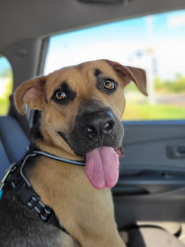 Found Black Mouth Cur in Houston, TX