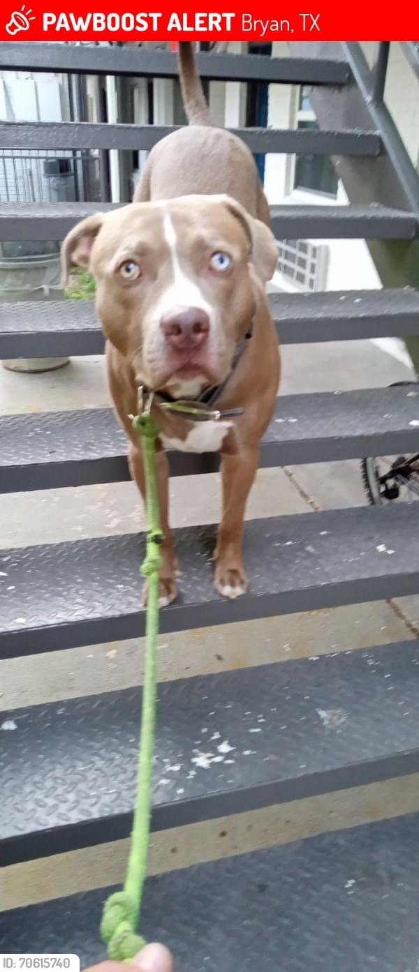 Lost Pit Bull in Bryan, TX