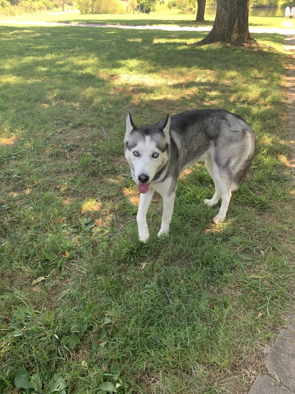 Found Siberian Husky in Murfreesboro, TN