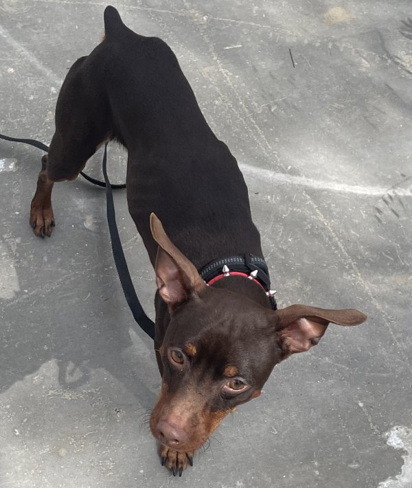 Lost Miniature Pinscher in San Diego, CA