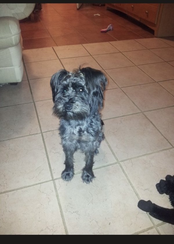 Lost Miniature Schnauzer in Belleville, NJ