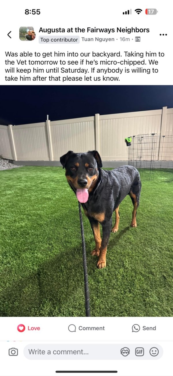 Found Rottweiler in Beaumont, CA