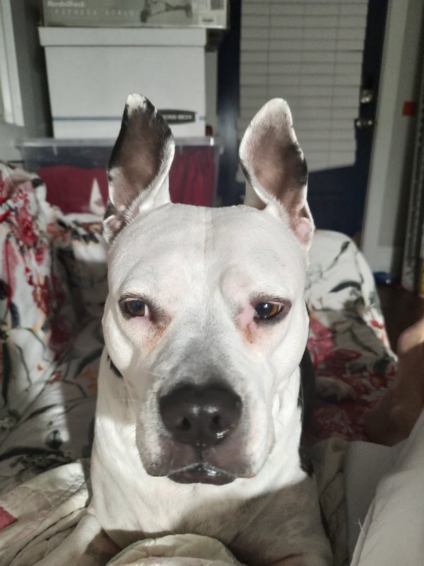 Lost Pit Bull in Metairie, LA