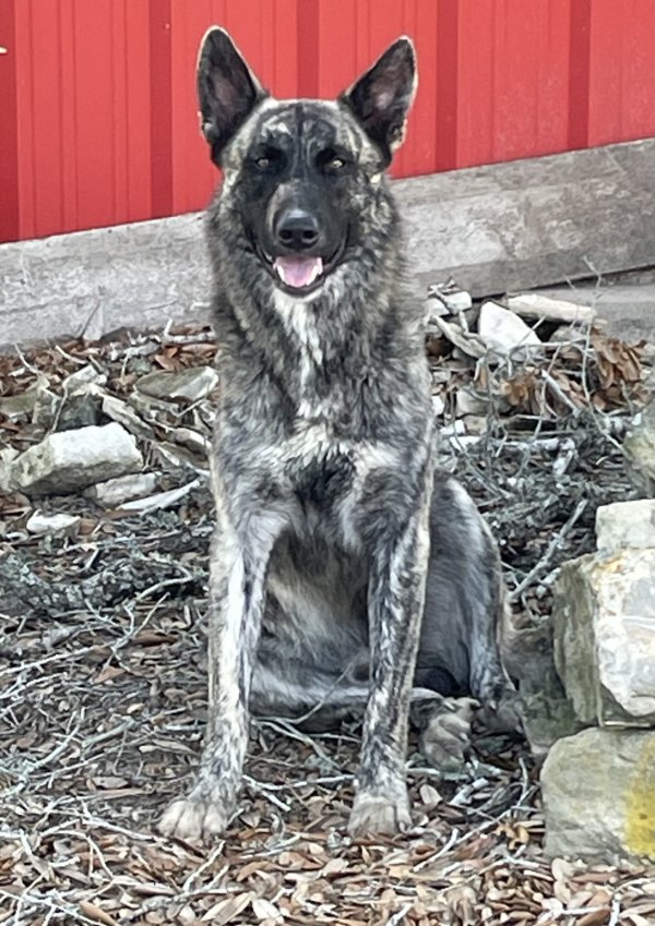 Found German Shepherd Dog in Gonzales, TX