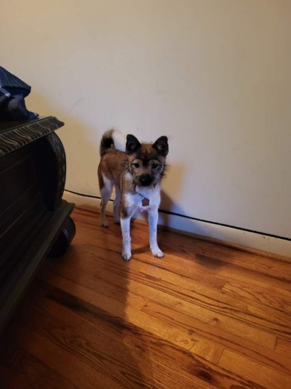 Lost Shiba Inu in Suitland, MD