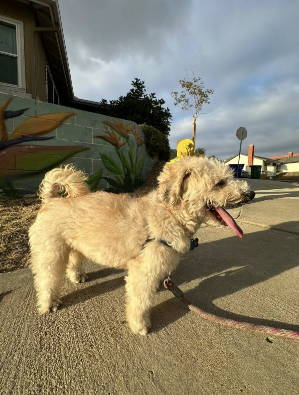 Lost Maltese in San Diego, CA