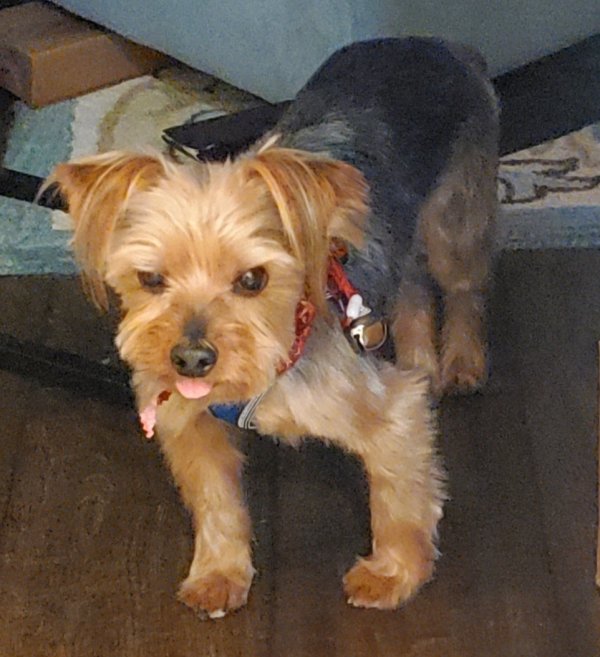 Lost Yorkshire Terrier in Georgia