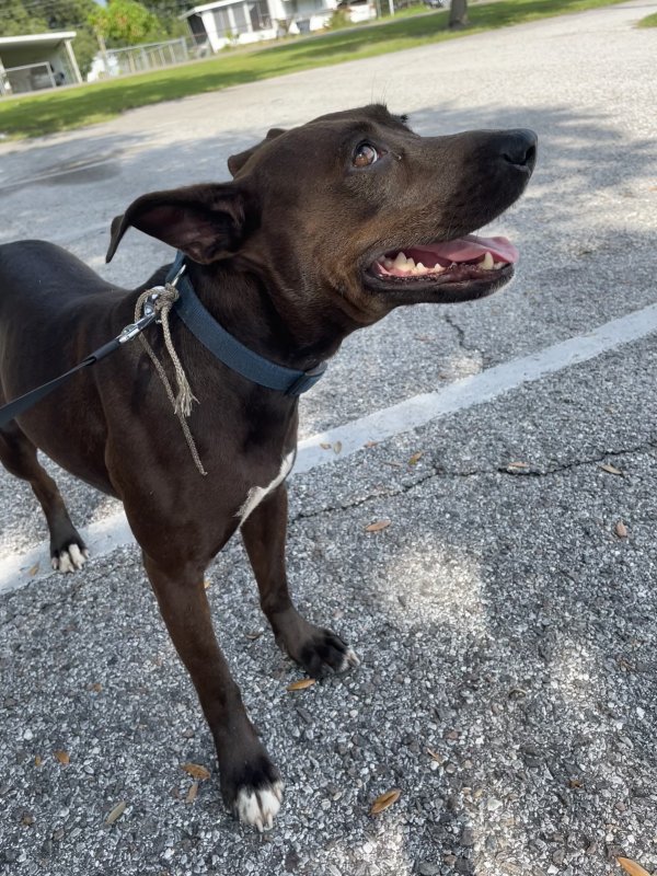 Found Labrador Retriever in Auburndale, FL