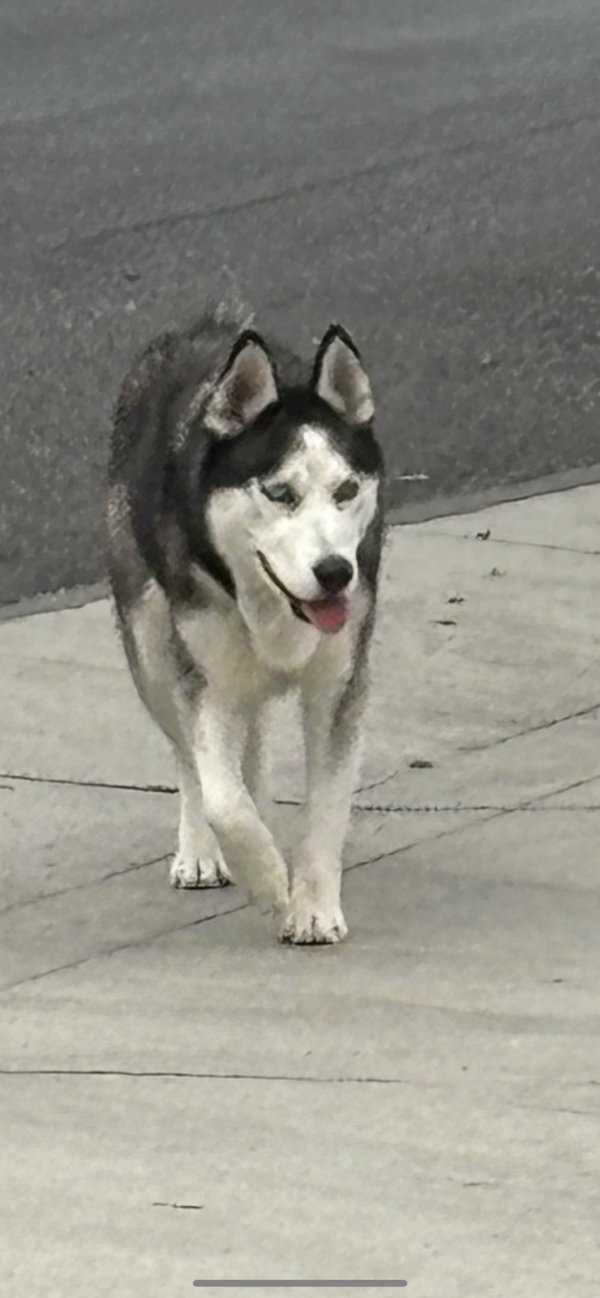 Found Siberian Husky in Anaheim, CA