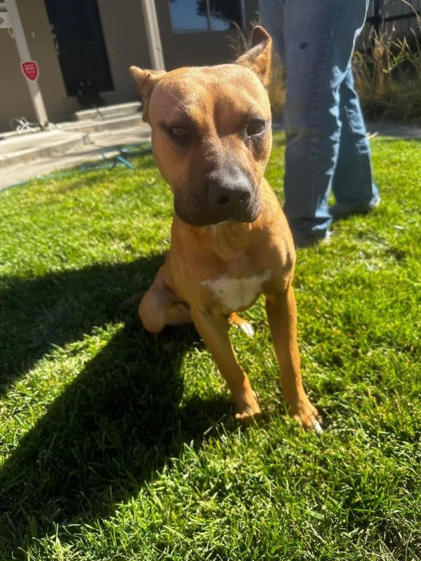 Found Pit Bull in Stockton, CA